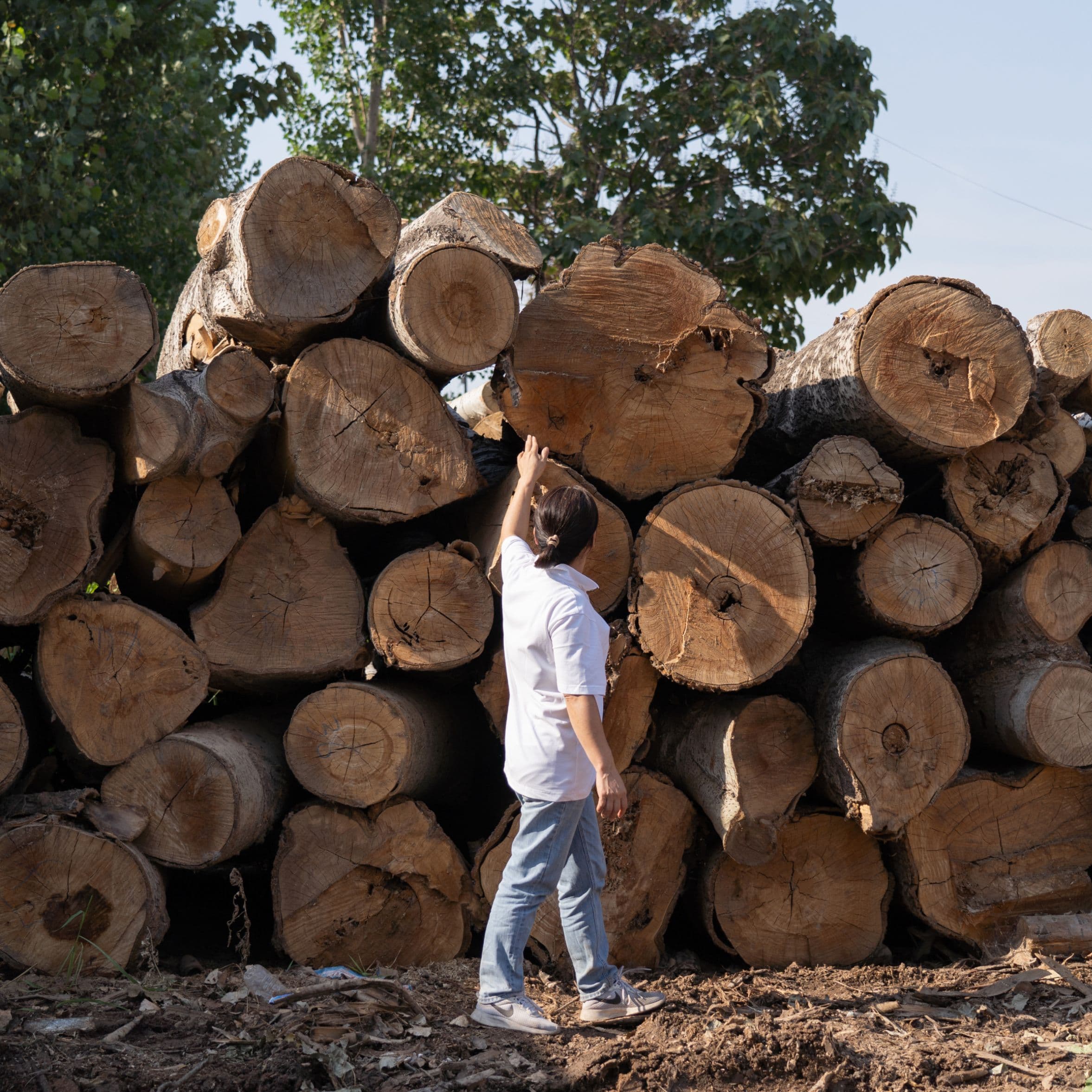 FSC-Certified, Grade A Timbre Sourcing